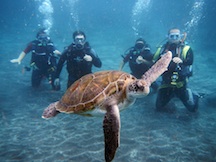 Bautismo de buceo con tortugas en tenerife