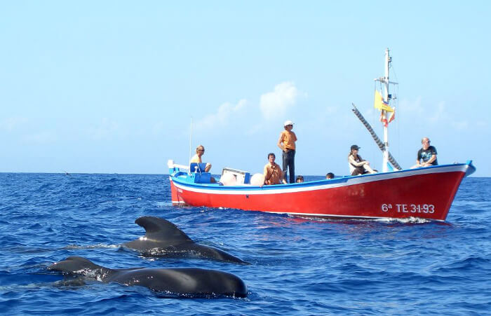 Excursion Observation des baleines à la gomera