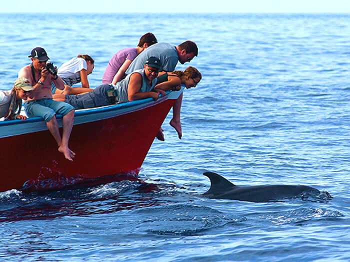 Excursion Observation des baleines à la gomera