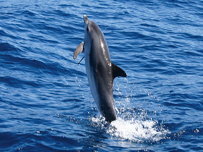 Экскурсия Наблюдение за китами на острове ла гомера