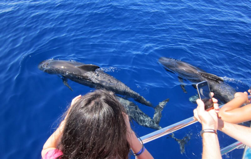Excursión Avistamiento de ballenas y delfines en mini crucero